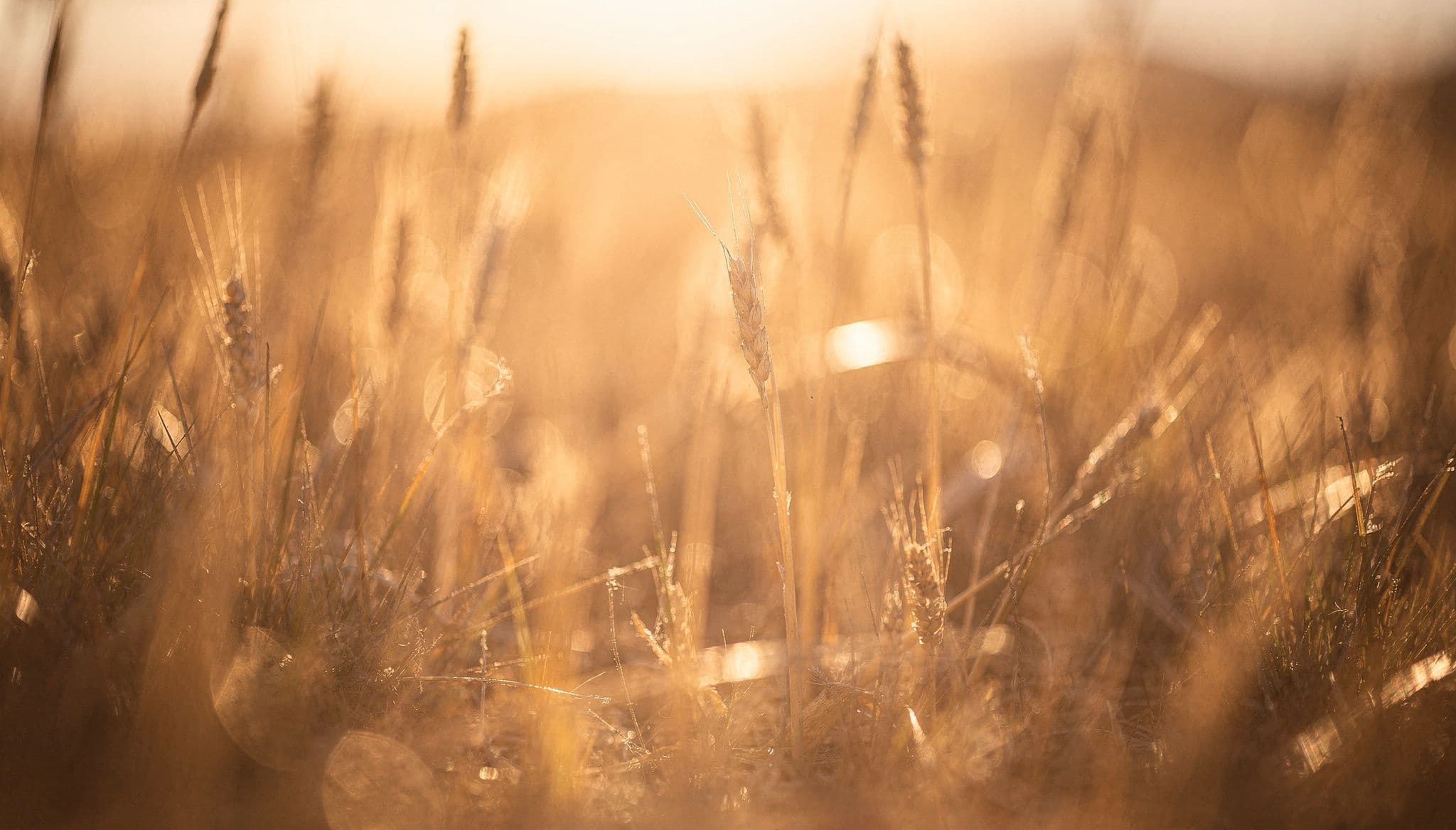 Puerta de madera abierta en medio de un campo verde bajo cielo luminoso, símbolo de umbral y nueva etapa